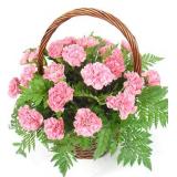 平山湖蒙古族乡花店鲜花:26枝粉色康乃馨、绿叶，手提篮