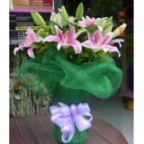百合花:白色香水百合6支，黄莺围绕，粉色网纱和皱纹纸包装，精美丝带花点缀